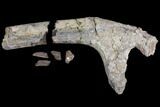 Unprepared Fossil Triceratops Rib Section - North Dakota #120238-1